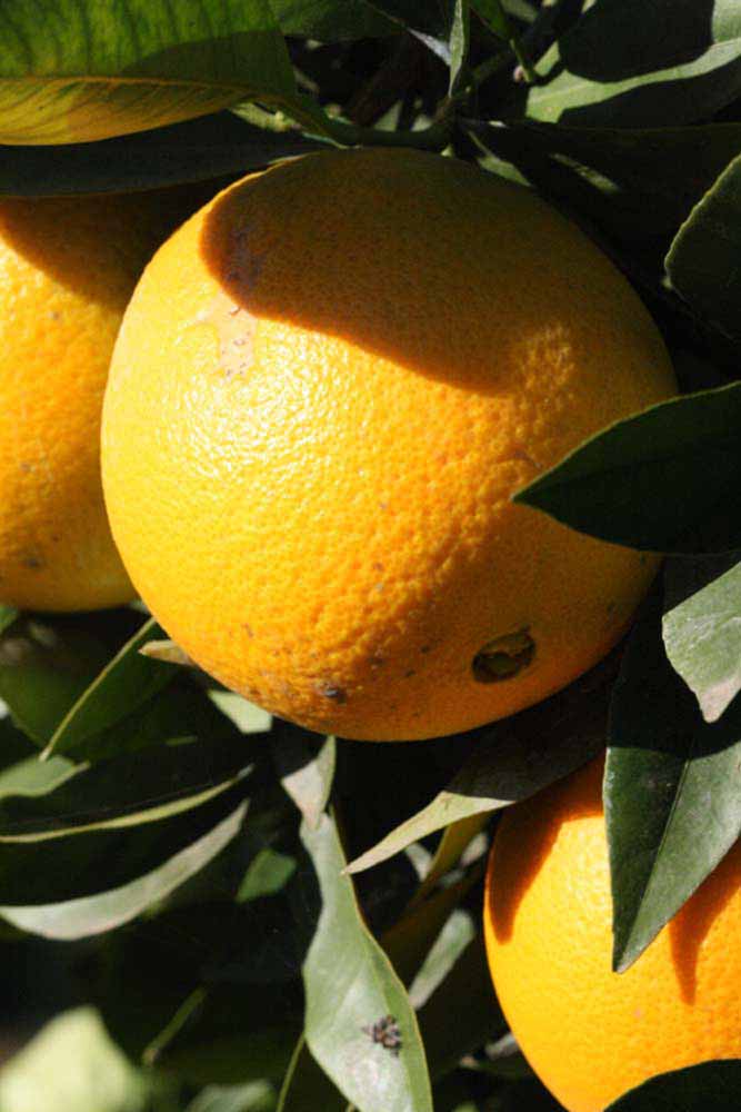              Fruit (Riverside, CA)       